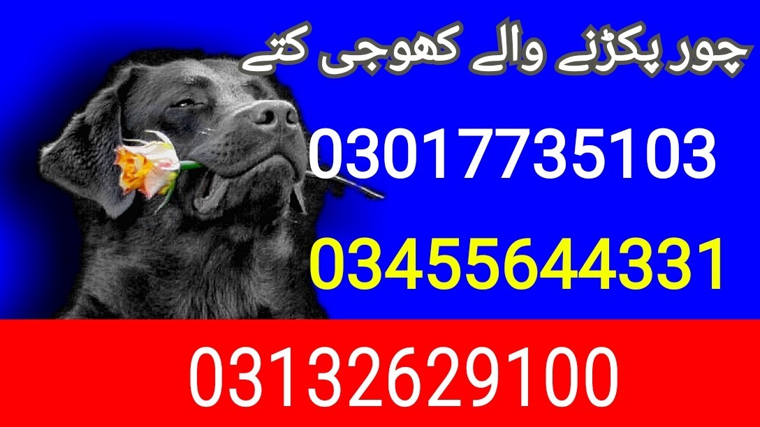 Army dog center wah cantt 03017735103