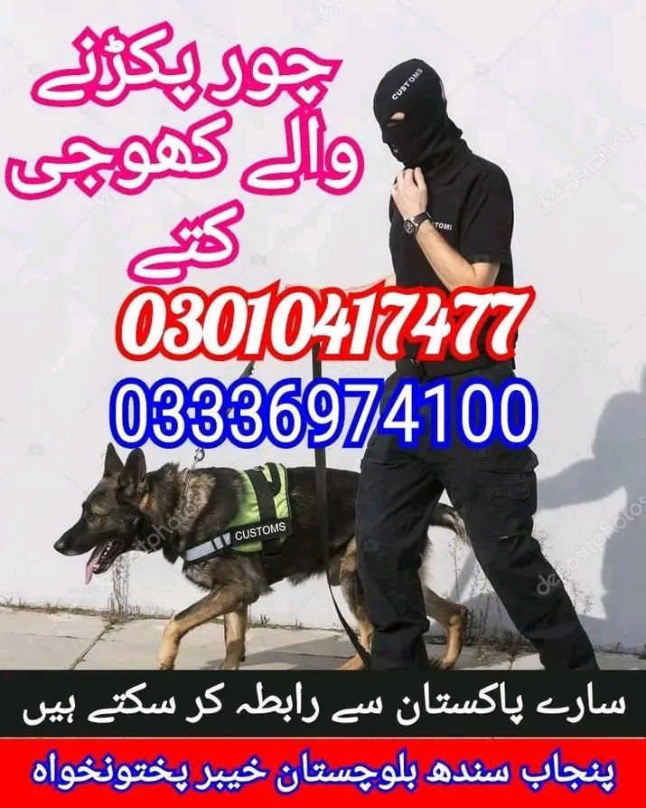 Army dog center karachi 03336974100