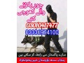 army-dog-center-karachi-03336974100-small-0