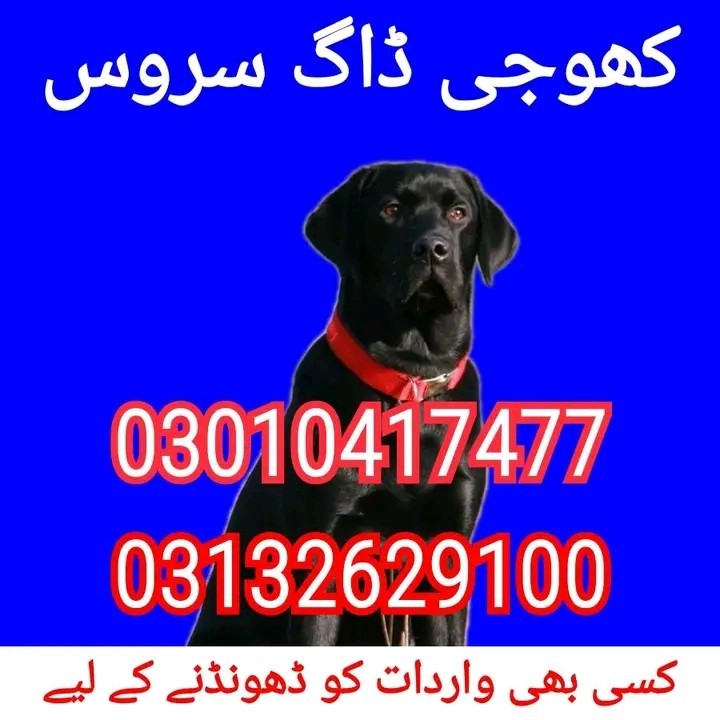 Army dog center khushab 03010417477