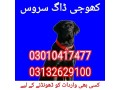 army-dog-center-khushab-03010417477-small-0