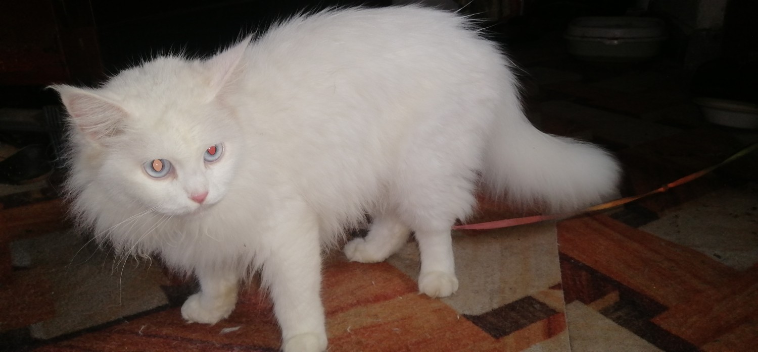 Persian Cat