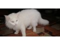 persian-cat-small-2