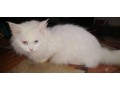 persian-cat-small-0