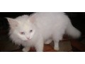 persian-cat-small-1