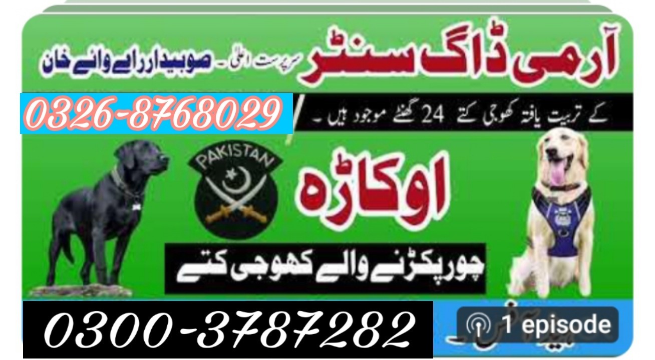 Army dog center okara 0346-6108015