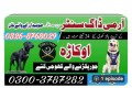 army-dog-center-okara-0346-6108015-small-0