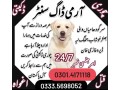 army-dog-center-rawalpindi-03335698052-small-0