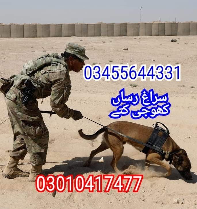 Army dog center wah cantt 03010417477