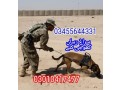 army-dog-center-wah-cantt-03010417477-small-0