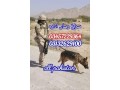 army-dog-center-rawalpindi-03178421506-small-0