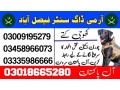 army-dog-center-faisalabad-03018665280-small-0