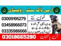 army-dog-center-jhelum-03018665280-khoji-kuttay-small-0