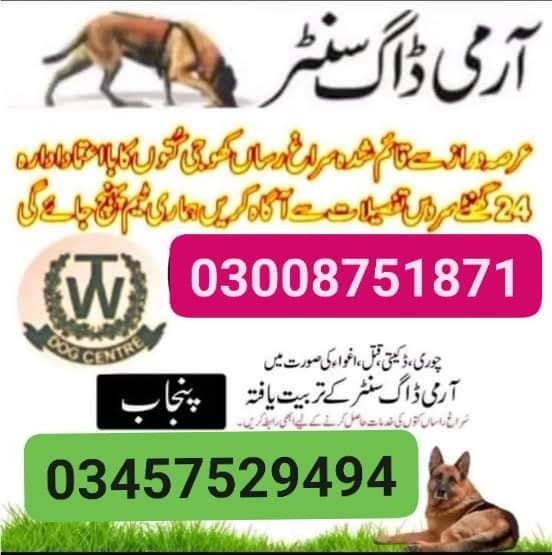 Army dog center taxila 03457512069