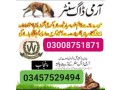 army-dog-center-taxila-03457512069-small-0