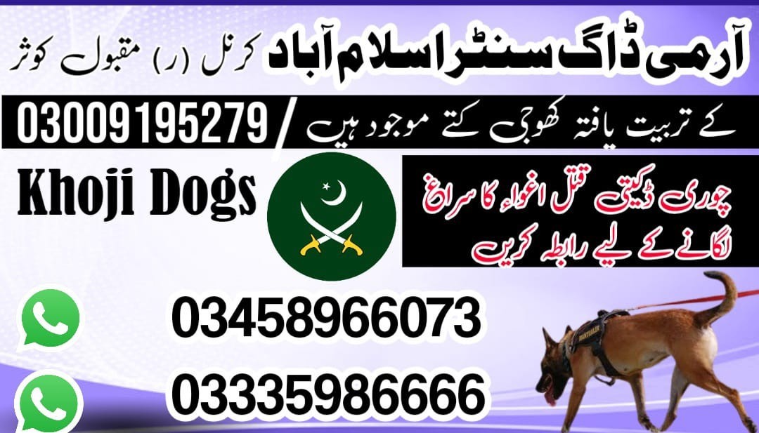 Army dog center Islamabad 03458966073 | khoji kuttay in islamabad