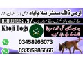 army-dog-center-islamabad-03458966073-khoji-kuttay-in-islamabad-small-0