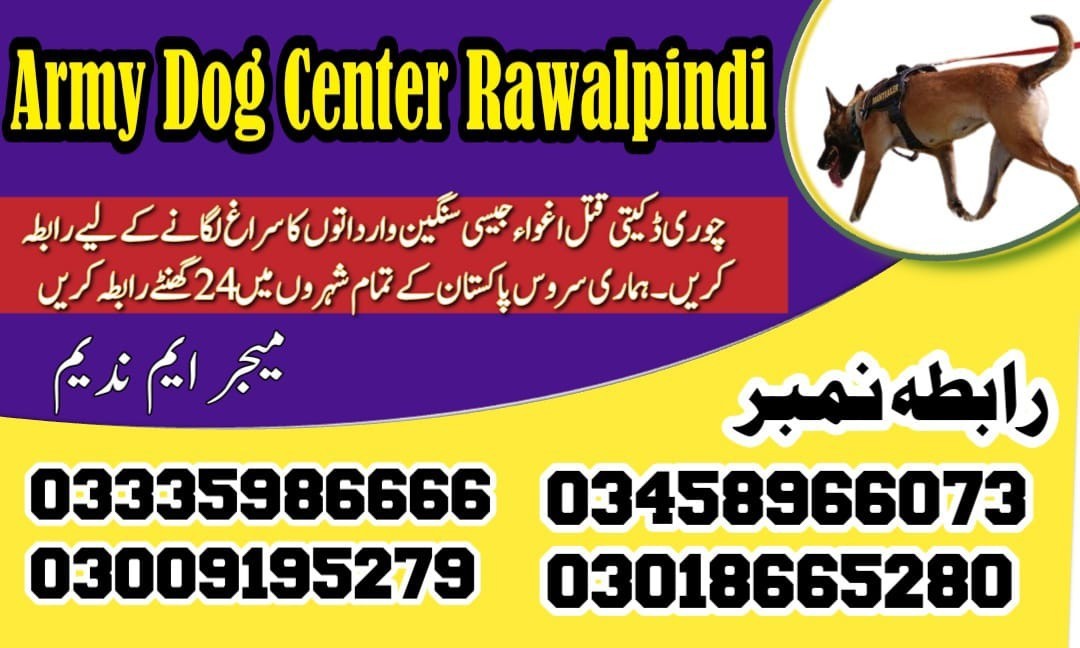 Army Dog Center Taxila | 03458966073 | Khoji dogs in Taxila