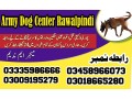 army-dog-center-taxila-03458966073-khoji-dogs-in-taxila-small-0