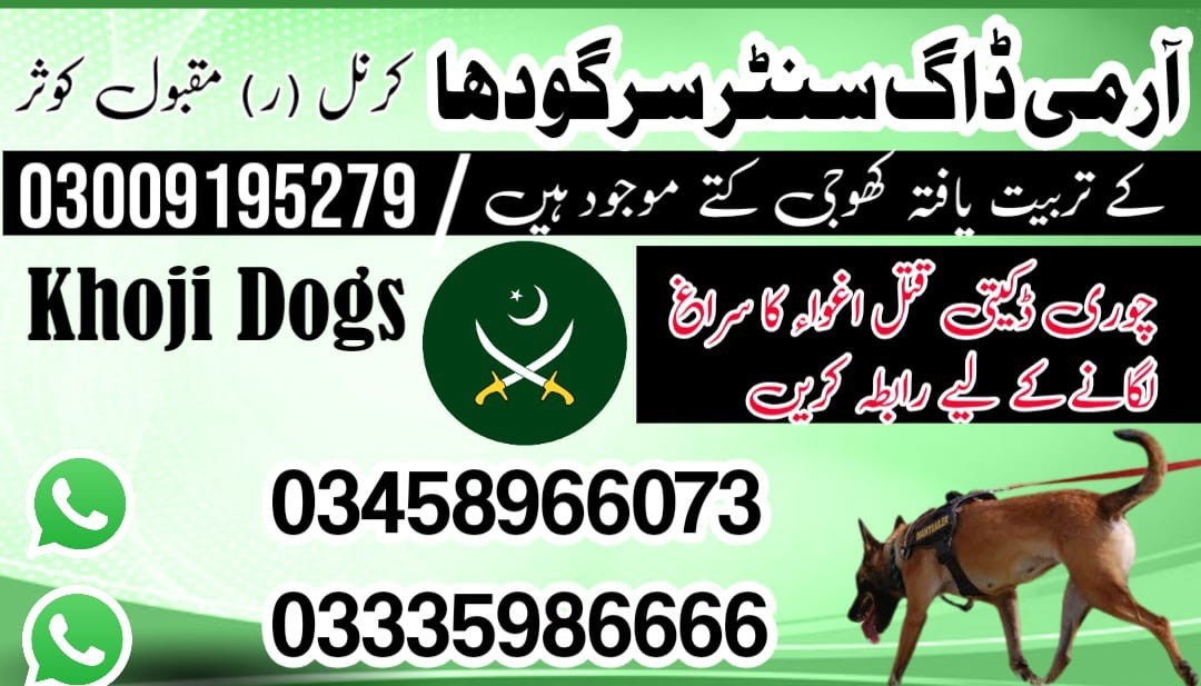 Army Dog Center Sargodha | 03458966073 | Khoji dogs In Sargodha