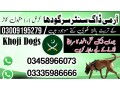 army-dog-center-sargodha-03458966073-khoji-dogs-in-sargodha-small-0