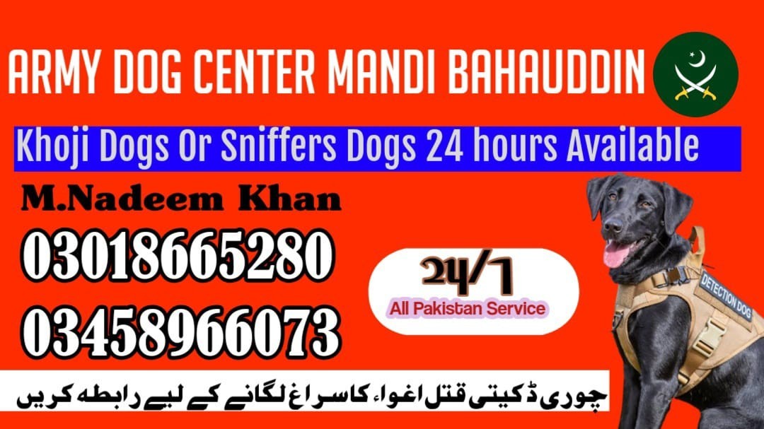 Army Dog Center Mandi Bahauddin | 03458966073 | Khoji kuttay