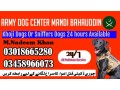 army-dog-center-mandi-bahauddin-03458966073-khoji-kuttay-small-0