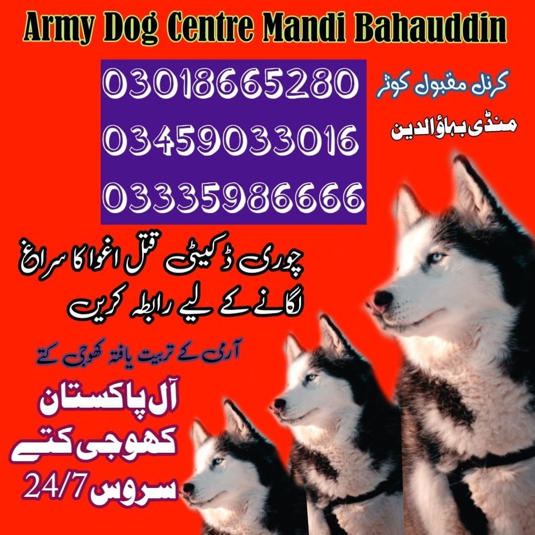 Army Dog Center Gujrat | 03018665280 | Khoji Kuttay