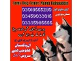 army-dog-center-gujrat-03018665280-khoji-kuttay-small-0