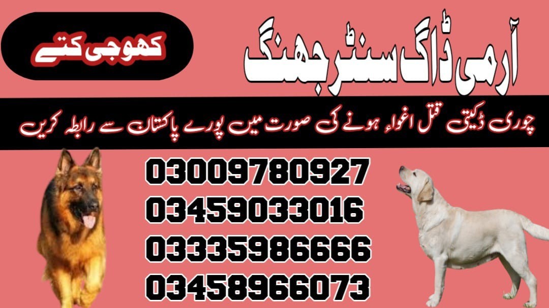 Army dog center Jhang | 03458966073 | Khoji dogs in Jhang