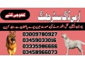 army-dog-center-jhang-03458966073-khoji-dogs-in-jhang-small-0