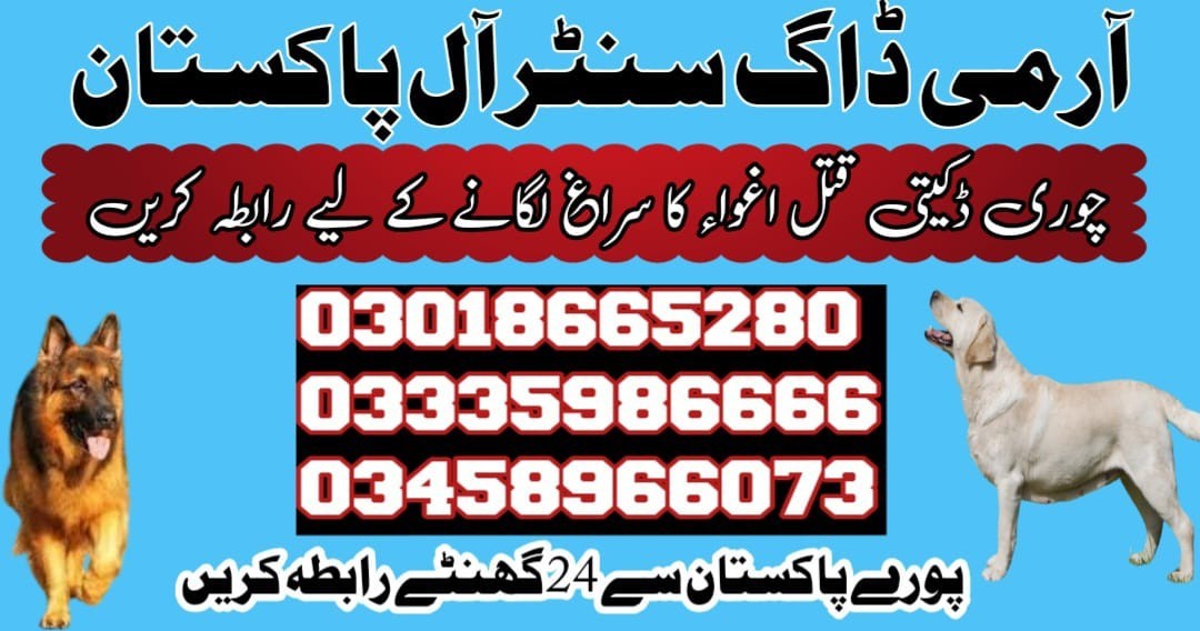 Army dog center Kasur | 03458966073 | Khoji dogs in Kasur