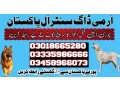 army-dog-center-kasur-03458966073-khoji-dogs-in-kasur-small-0