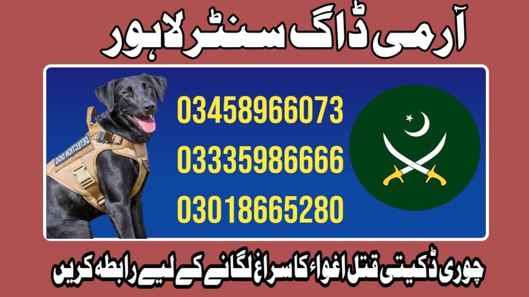 Army Dog Center Lahore | 03458966073 | Khoji kuttay