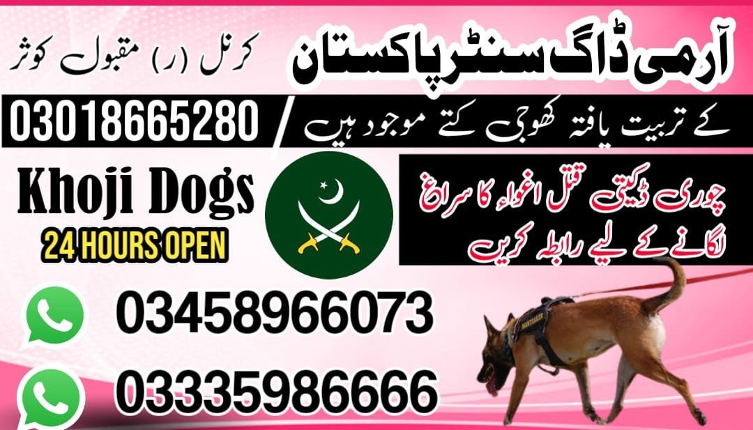 Army Dog Center Sialkot | 03458966073 | Sniffers dogs in Sialkot