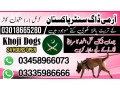 army-dog-center-sialkot-03458966073-sniffers-dogs-in-sialkot-small-0