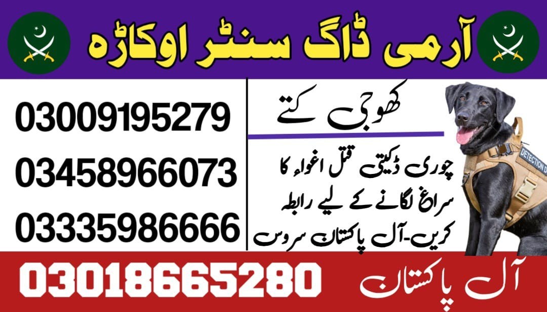 Army Dog Center Sahiwal | 03018665280 | Khoji dogs