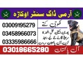 army-dog-center-sahiwal-03018665280-khoji-dogs-small-0