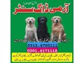 army-dog-center-rawalpindi-03014171118-small-0