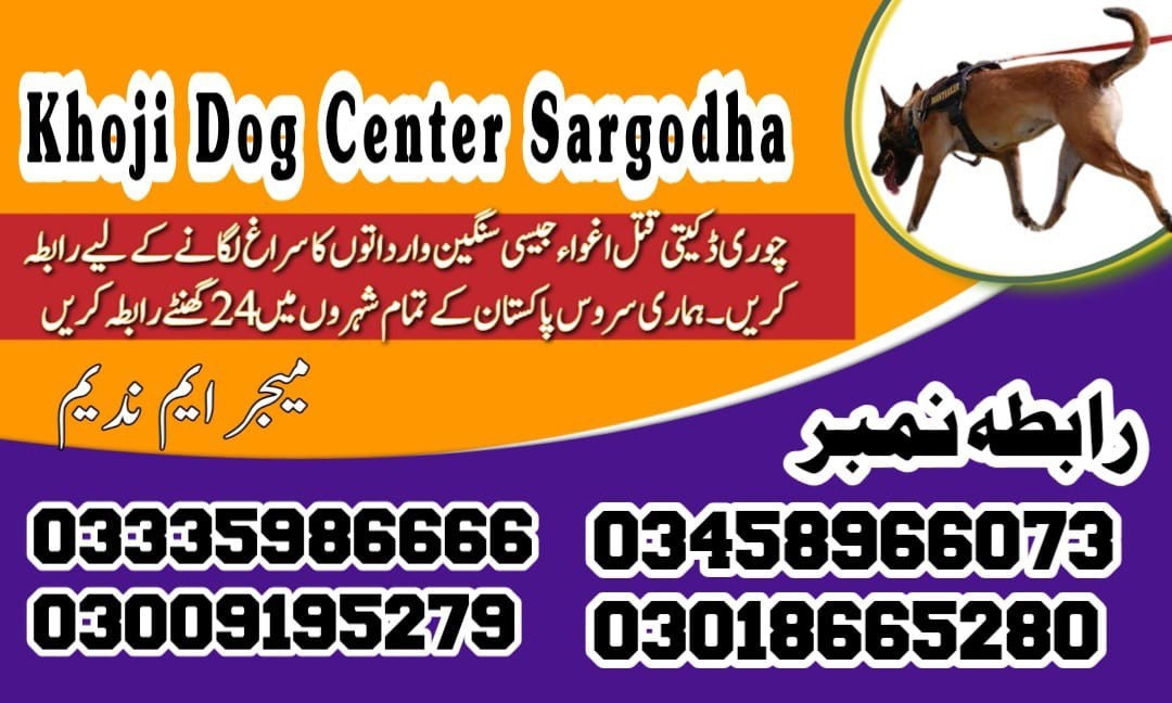 Army Dog Center Sargodha | 03018665280 | Khoji Dog Service Sargodha