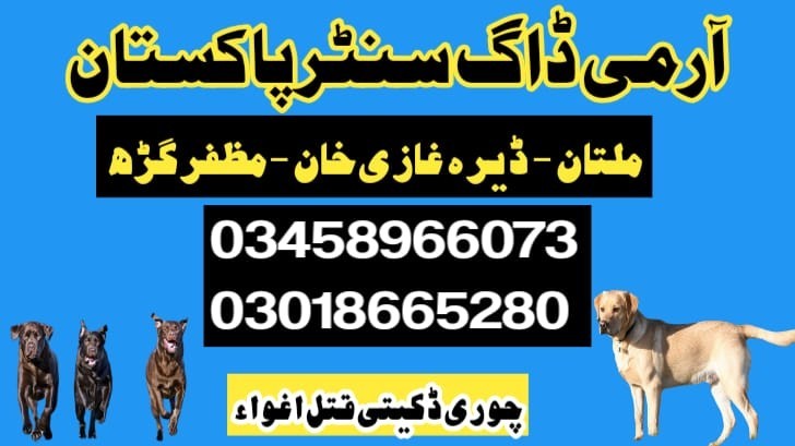 Army dog center Shorkot | 03458966073 | Khoji dogs in Shorkot