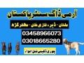 army-dog-center-shorkot-03458966073-khoji-dogs-in-shorkot-small-0