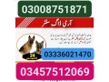 army-dog-center-swabi-03336021470-small-0