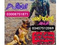 army-dog-center-kohat-03336021470-small-0