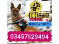 army-dog-center-attack-03008751871-small-0