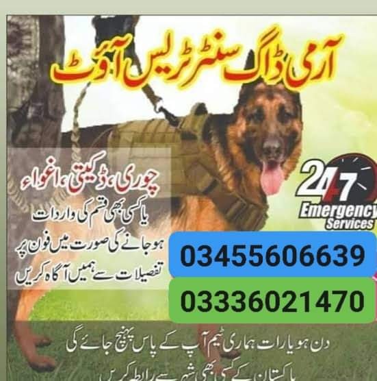 Army dog center abbottabad 03455606639