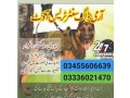 army-dog-center-abbottabad-03455606639-small-0