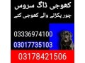 army-dog-center-murree-03178421506-small-0