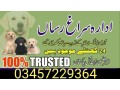 army-dog-center-mansehra-03455644331-small-0