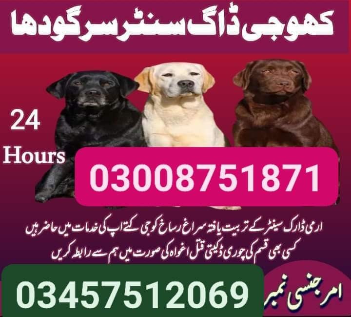 Army dog center taxila 03010417477